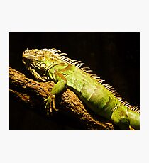 Green Iguana Photographic Print