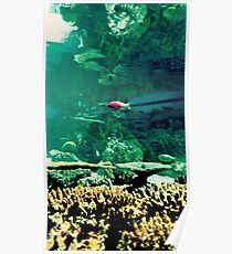 Little Fish in a Big Blue World Poster