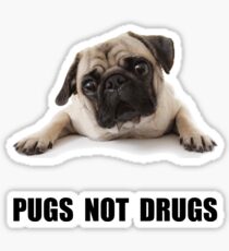 Pugs Not Drugs Sticker