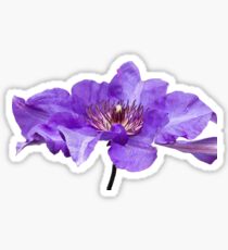 Clematis Sticker