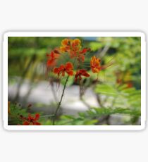 Barbados Spring Theme - Pride of Barbados (Dwarf Poinciana or Flower Fence) If you like, purchase, try a cell phone cover thanks! Sticker