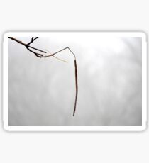 Catalpa pod on foggy day Sticker