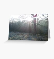 Morning Sun Through the Trees, Meanwood Trail Greeting Card