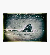 Gracie Photographic Print