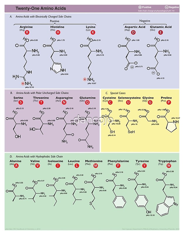 Amino Acids: Photographic Prints | Redbubble