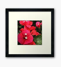 Bougainville Framed Print