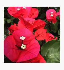 Bougainville Photographic Print