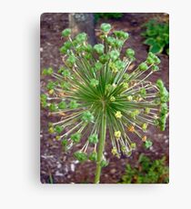 Green Ball Canvas Print