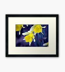 Daffodils Framed Print