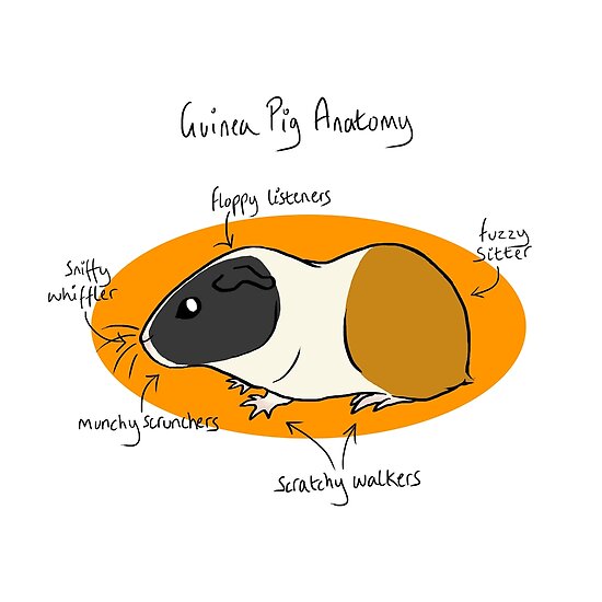 "Guinea Pig Anatomy" Posters by mausekonig Redbubble