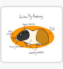 Guinea Pig Anatomy Sticker