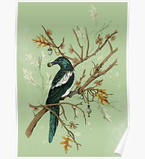 Magpie Birds Poster