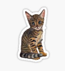 Bengal Kitten Looking Up, Colour Pencil Art Sticker