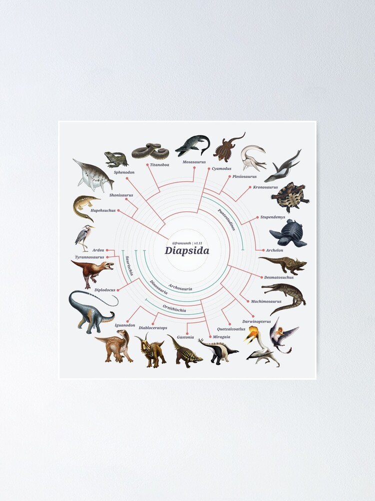 Alternate view of Diapsida: The Cladogram Poster