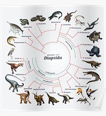Diapsida: The Cladogram Poster