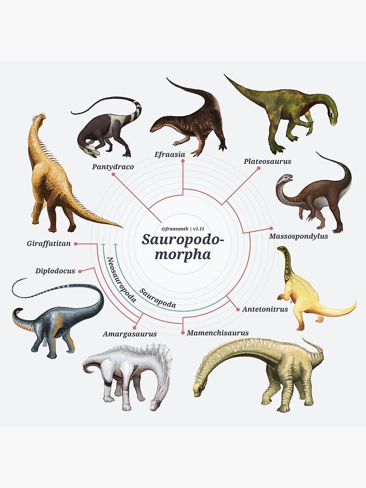 Sauropodomorpha: The Cladogram by franzanth