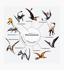 Pterosauria: The Cladogram Photographic Print