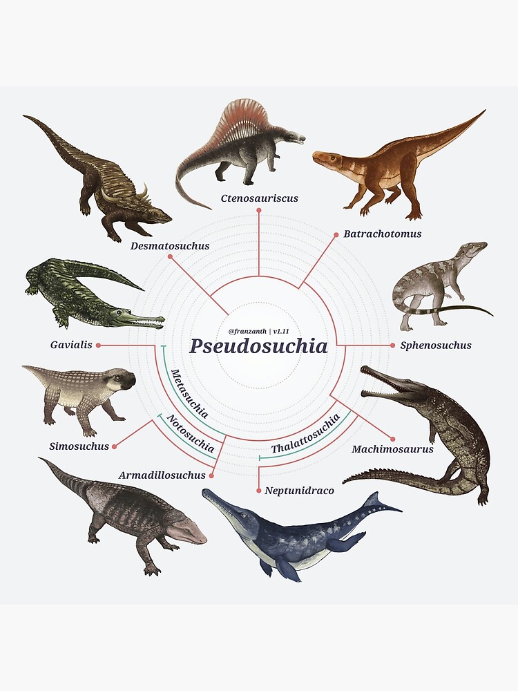 Pseudosuchia: The Cladogram by franzanth