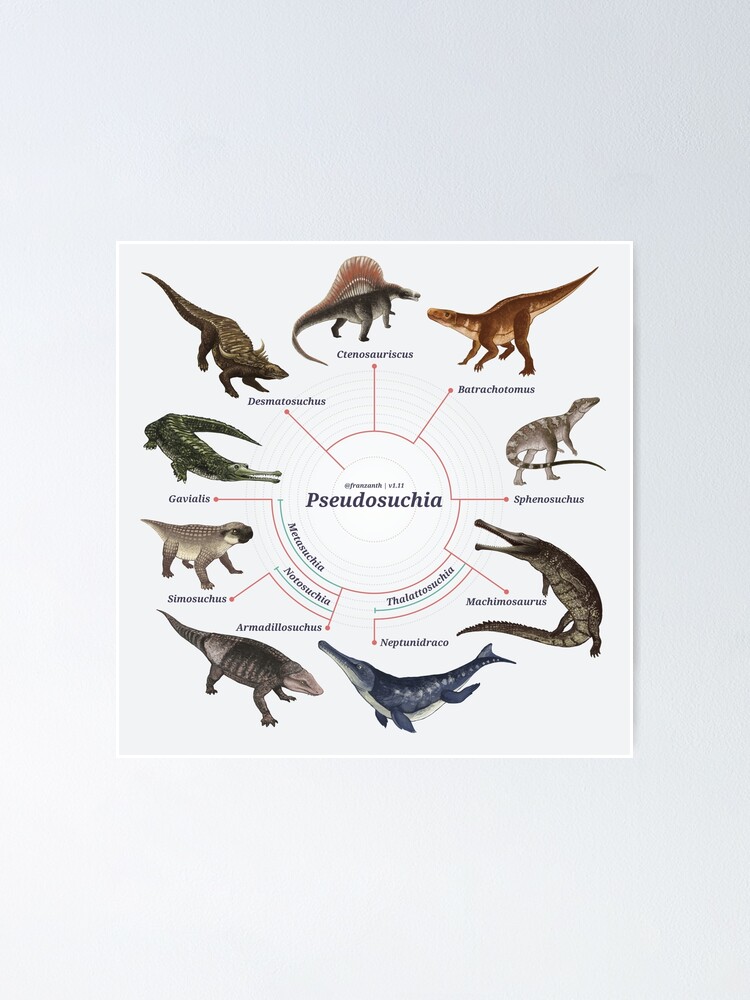 Alternate view of Pseudosuchia: The Cladogram Poster
