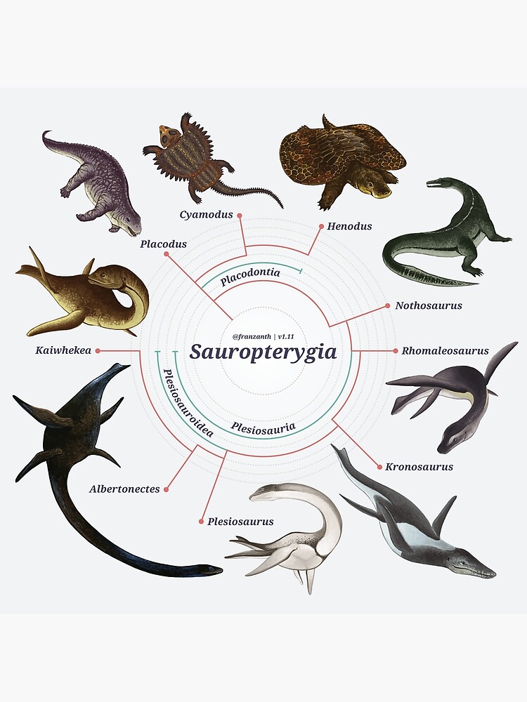 Sauropterygia: The Cladogram by franzanth