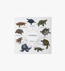 Testudinata: The Cladogram Art Board