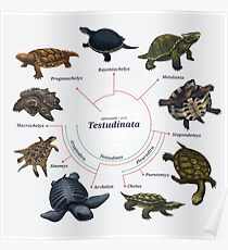 Testudinata: The Cladogram Poster
