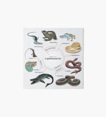 Lepidosauria: The Cladogram Art Board