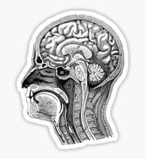Anatomical Brain Drawing Sticker