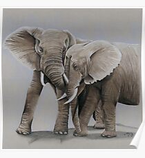Póster elephant friends