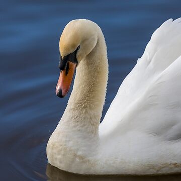Artwork thumbnail, Swan lake by AYatesPhoto