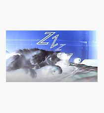 Sleeping Cat Photographic Print