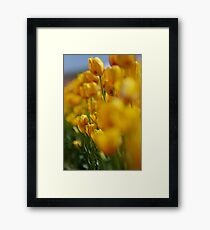 Yellow Tulips Framed Print