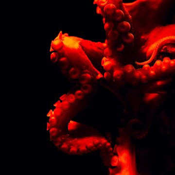 Artwork thumbnail, Orange Red Octopus in dark ocean by Butterfly-Dream