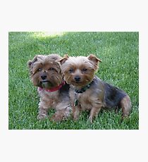 Puppies! Photographic Print