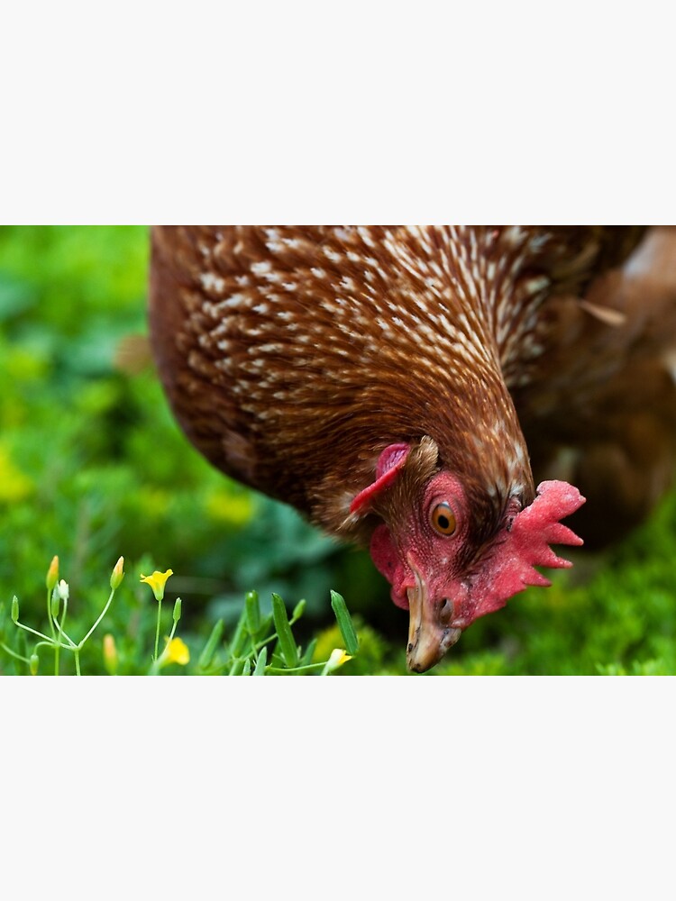 "Neighborhood Chicken" Framed Art Print by megancampbell Redbubble