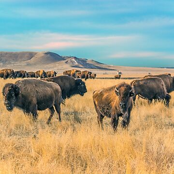 Artwork thumbnail, Buffalo Bunch (Wyoming) by jwwalter