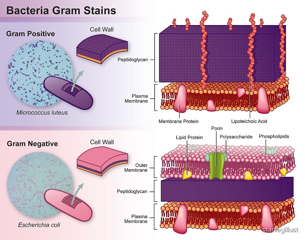  Gram Positive Vs Gram Negative Bacteria By Stanleyillust Redbubble