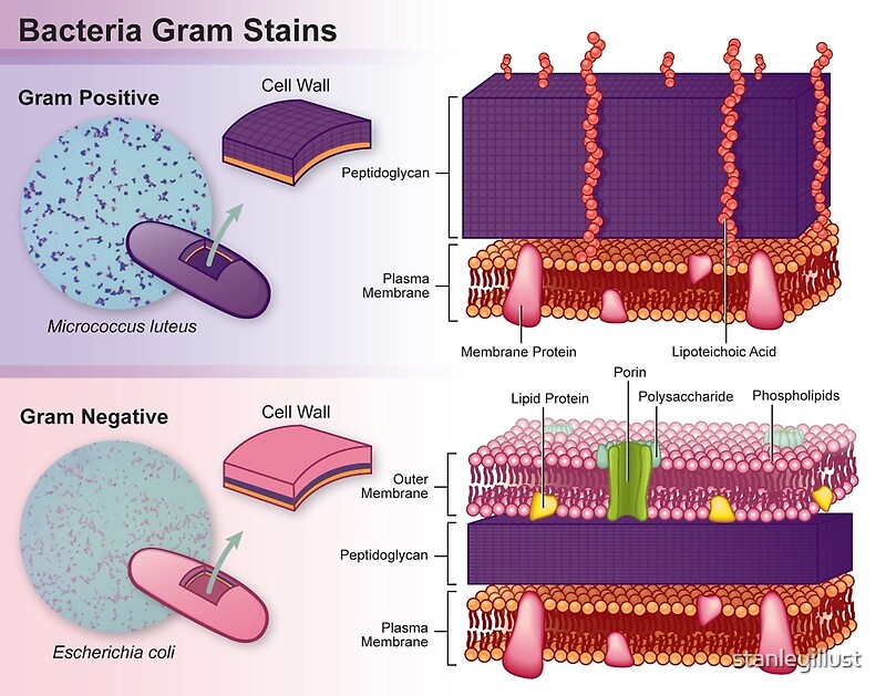 gram positive vs gram negative antibiotic