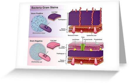 gram positive vs gram negative cells on a slide