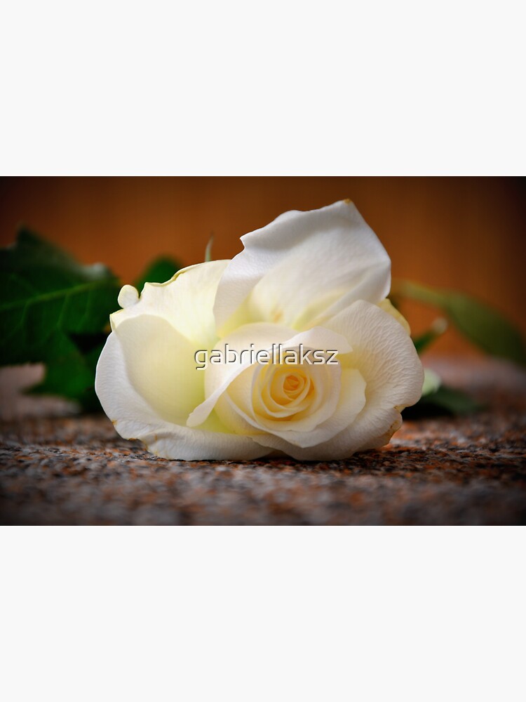 White rose by gabriellaksz