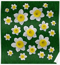 Spring Daffodils Poster