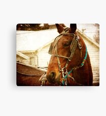 Amish Horse November 2011 Canvas Print