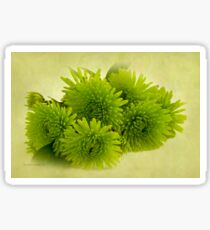Green Spider Chrysanthemums Sticker