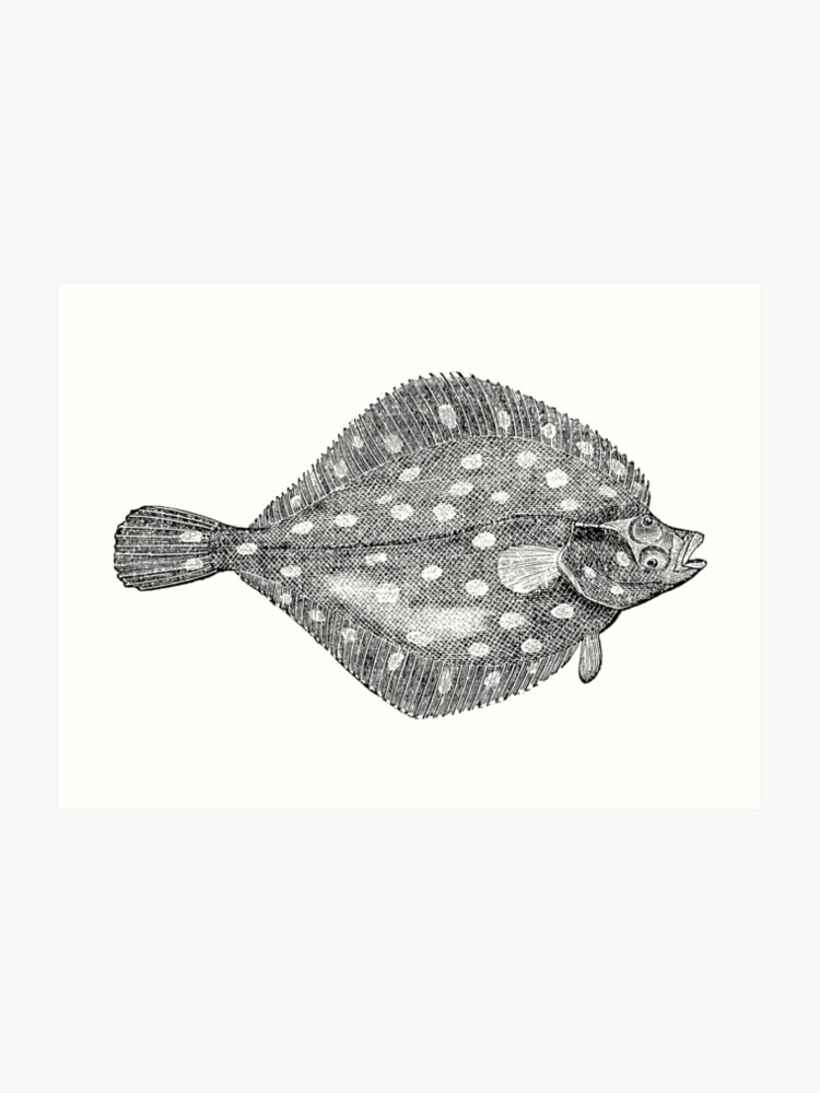 Flatfish Size Chart