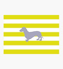 Dachshund Photographic Print