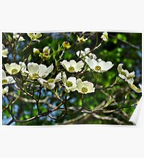 White Blossoms Poster