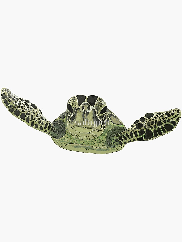 Green sea turtle by saltypro