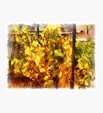 Vineyard Photographic Print