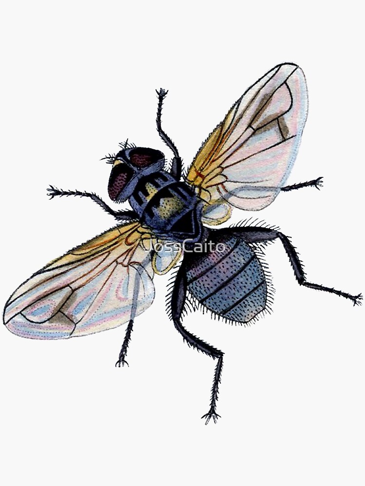 "Fly" Sticker by JossCaito Redbubble