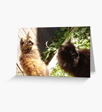 kittens Greeting Card